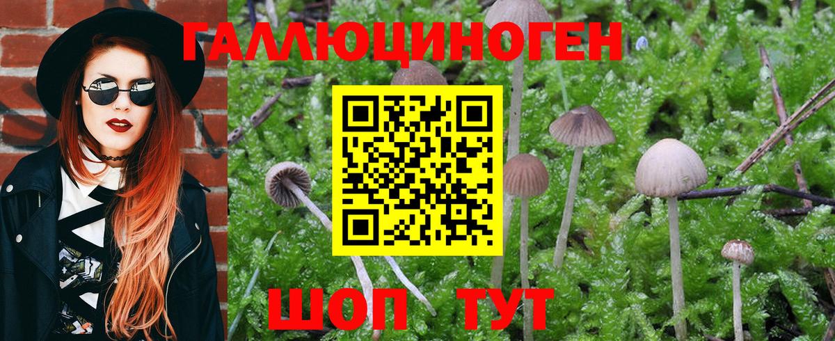 Галлюциногенные грибы GOLDEN TEACHER  Псилоцибиновые грибы GOLDEN TEACHER  Вход с VPN  Фрязино 